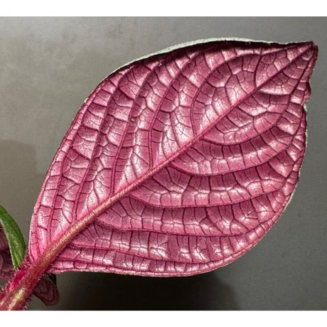Cosmianthemum bullatum [LA0515-02]