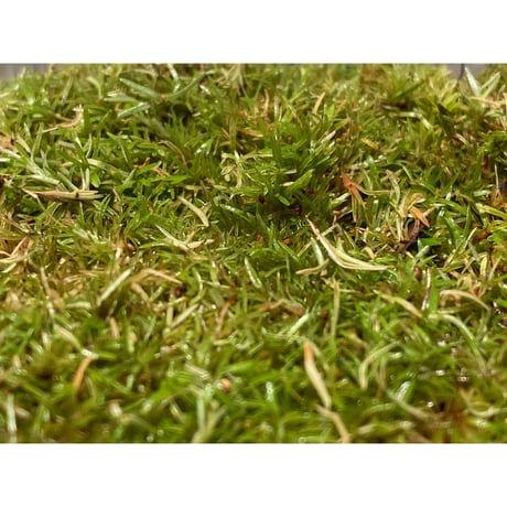 Moss from Ipoh State Malaysia