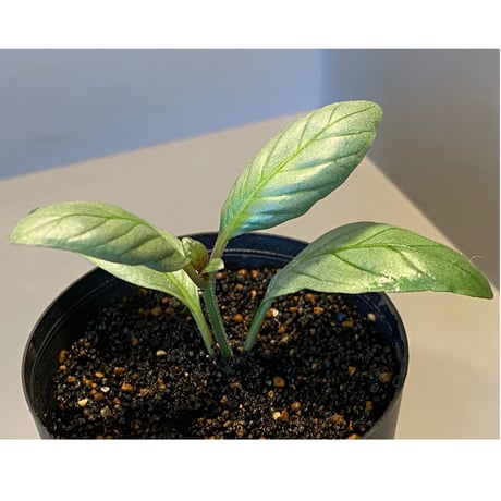Acanthaceae gen. from Laos [LA]