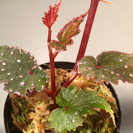 Begonia  gracilicyma from Sumatera Barat [TB]