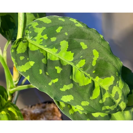 Aglaonema pictum GW1410 from Padang sidempuan [TB]