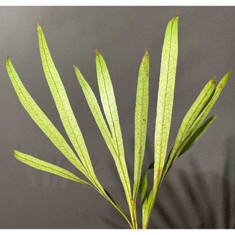 Dipteris lobbiana from Kapuas hulu West Kalimantan