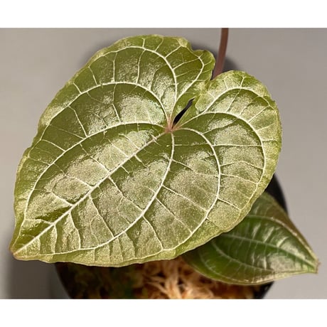 Dioscorea dodecaneura (discolor) from Ecuador