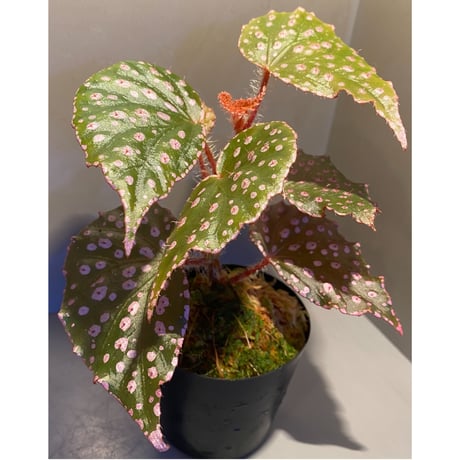 Begonia sp. from Muara Wahau [TB]