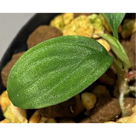 Homalomena sp. from Padang sumatera [LA0117-02]