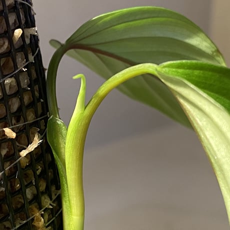 Philodendron sp. from Iquitos Peru [tanakay]