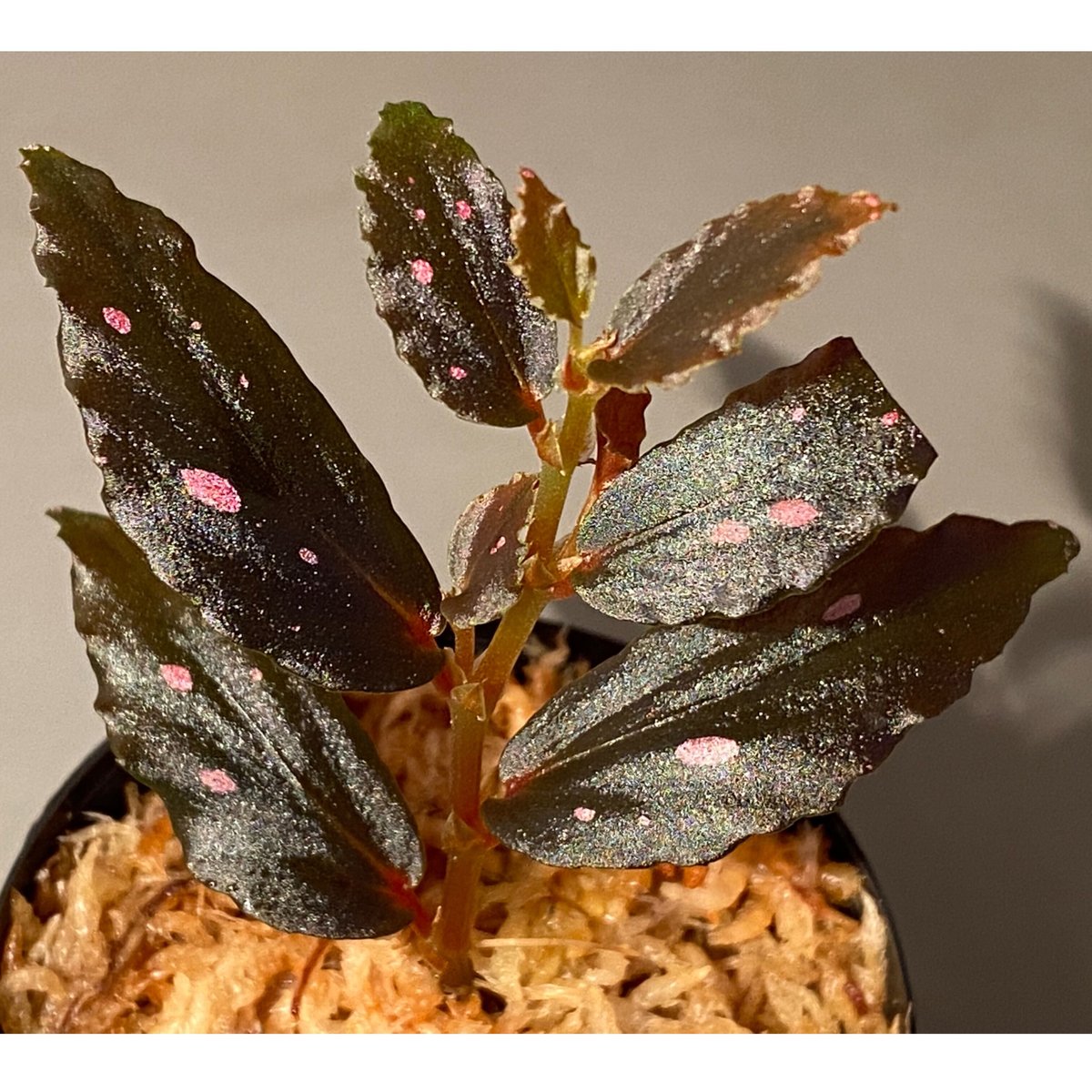 Begonia sp. from Julau [R1214-01b] | M・R・G・R