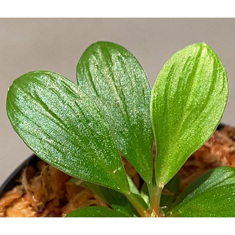 Homalomena sp. [LA0317-z-r]