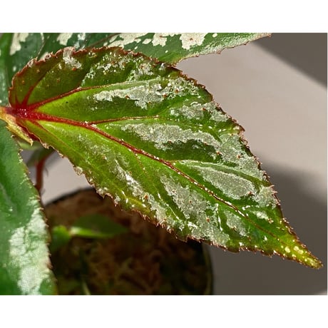 Begonia sp. "Matang-3" from Matang Sarawak [RIO]