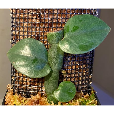 Rhaphidophora sp. from Khlong Yai Trat Thailand