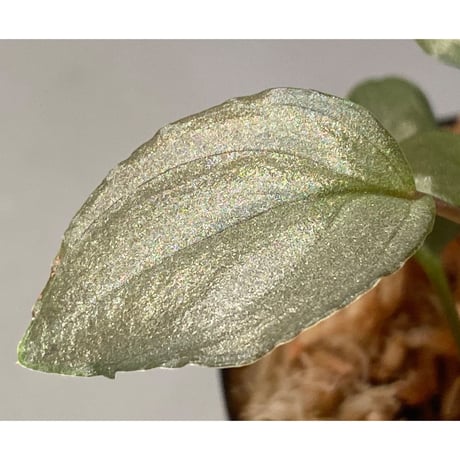 Homalomena sp. "Silver Bullet" from Pulau Lingga [AZ0917-1]