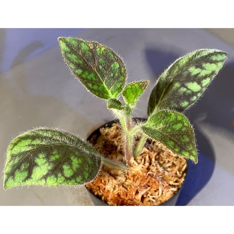 Kohleria amabilis from Colombia
