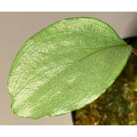 Homalomena sp. "Shirogane" SGP from Pulau Linga [HW1017-XX]