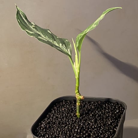 Aglaonema pictum “Purple Rain” BNN from Sibolga timur ［AZ0516-2e］