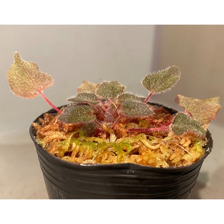 Sonerila dongnathamensis [LA]