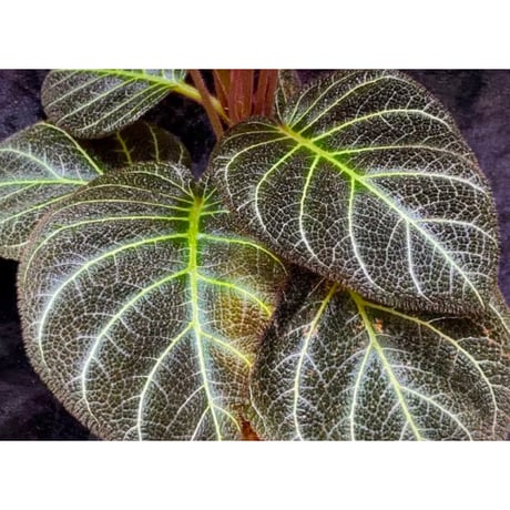 Pearcea hypocyrtiflora from Rio Napo Ecuador [tanakay] 白葉脈