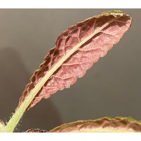 Nautilocalyx pemphidius