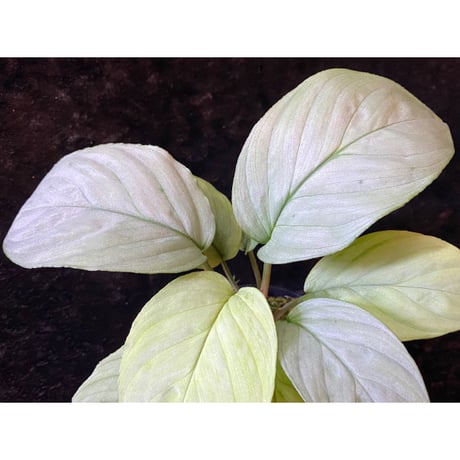 Homalomena sp. "Kayu Lapis" White Kal-barat [TB]