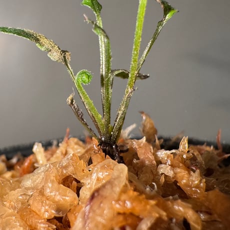 Thelypteris pinnatifida from Colombia [LA0316-03]