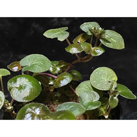 Geophila repens from Iquitos Peru [tanakay]