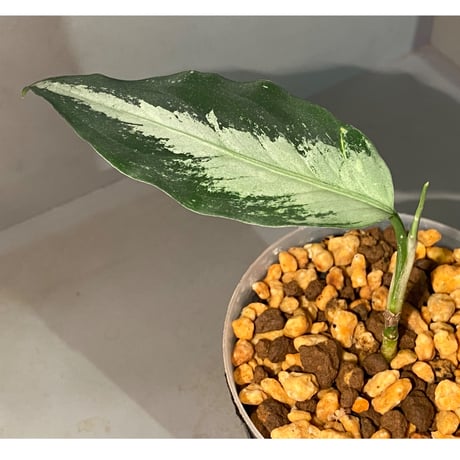 Aglaonema pictum A しるば〜らいん from Aceh sumatera [LA0217-04]