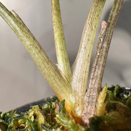 Syngonium cf. erythrophyllum from Colombia [LA0316-02]