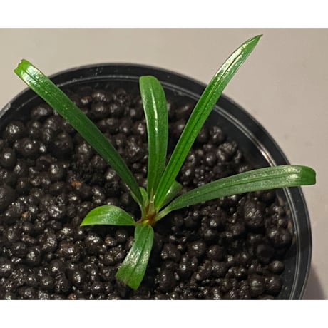 Fenestratarum culum