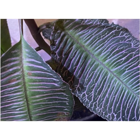 Ardisia sp. from Perlis Malaysia