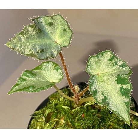 Begonia sp. from Vietnam