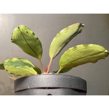 Bucephalandra sp. "Theia Silver Red"