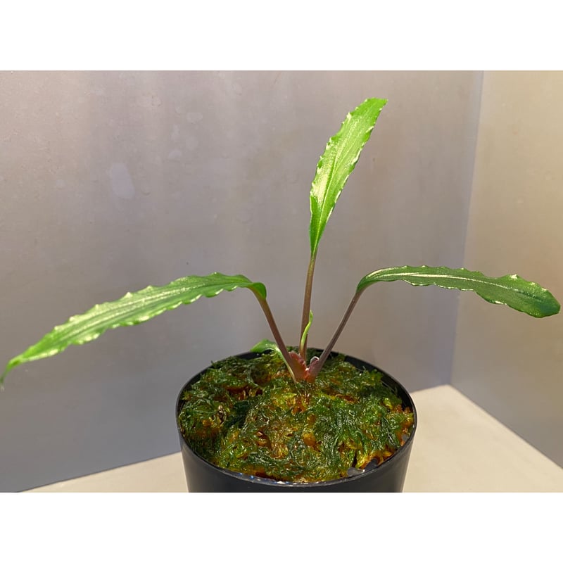 Homalomena aff. vitifolius 赤備 大きめ 特選株