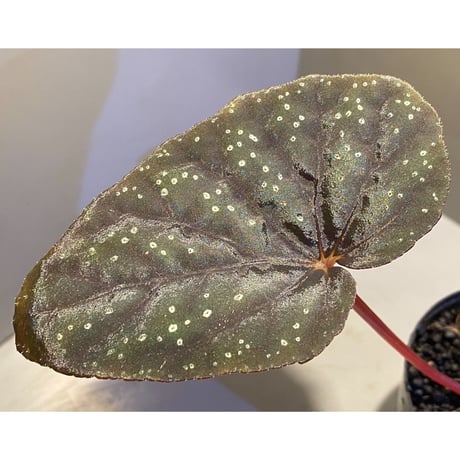 Begonia integrifolia from Satun Thailand