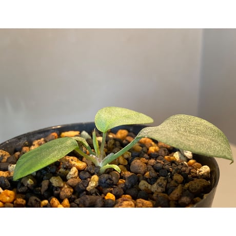 Homalomena sp. "月輪" from Sumatera Utara [LA0118-02]