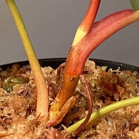 Philodendron luxurians "Choco" Colombia