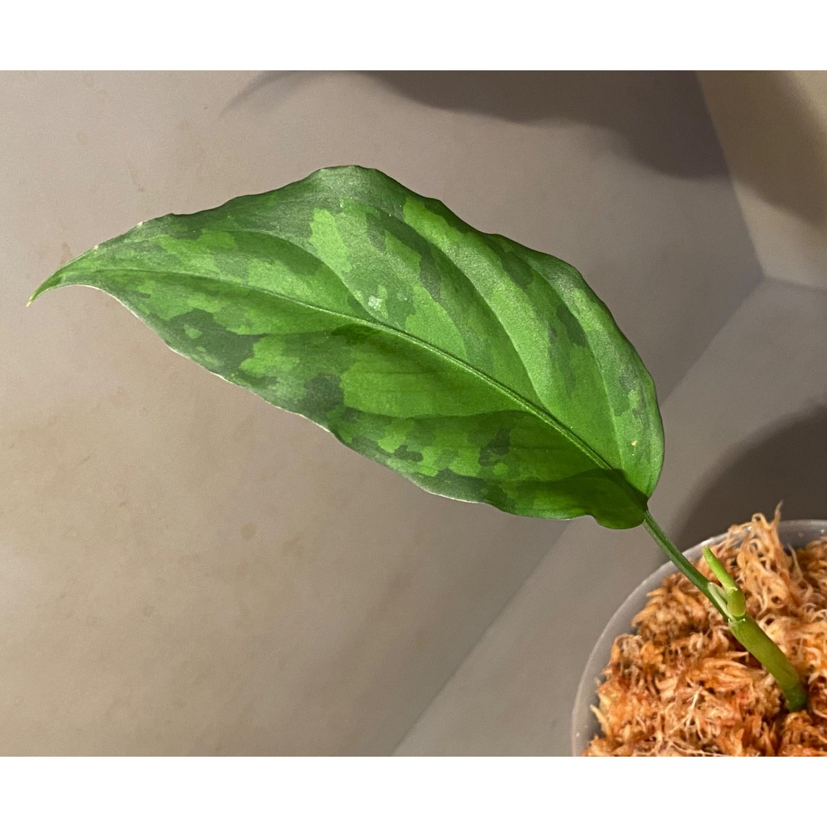 アグラオネマ ピクタム LA0121-01z-b Aglaonema pictum Aceh sumatera ［LA0121-01z-b］アグラオネマ