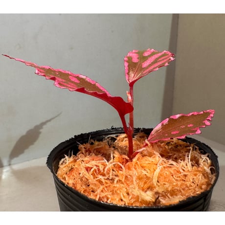 Begonia sp. ぼっち株 from Julau [R1214-01b]