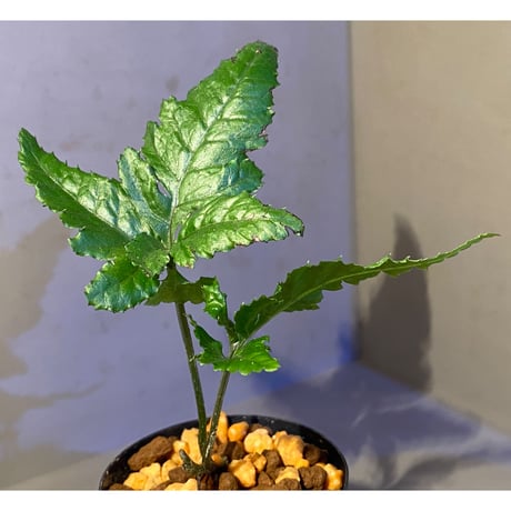 Bolbitis sp. from Siberut [LA]