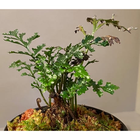 Bolbitis heteroclita cuspidata