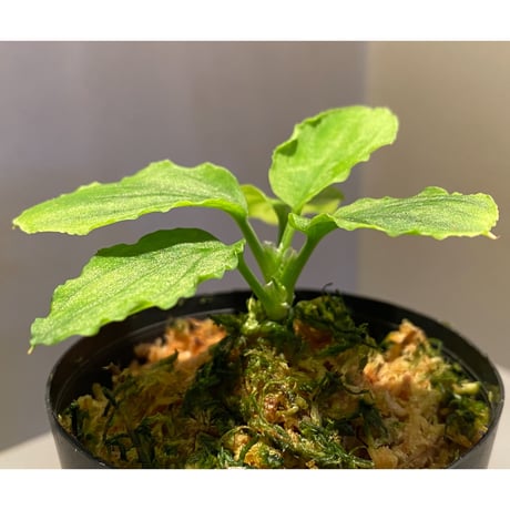 Homalomena sp. (Green) from Solok sumatera [LA0214-3]