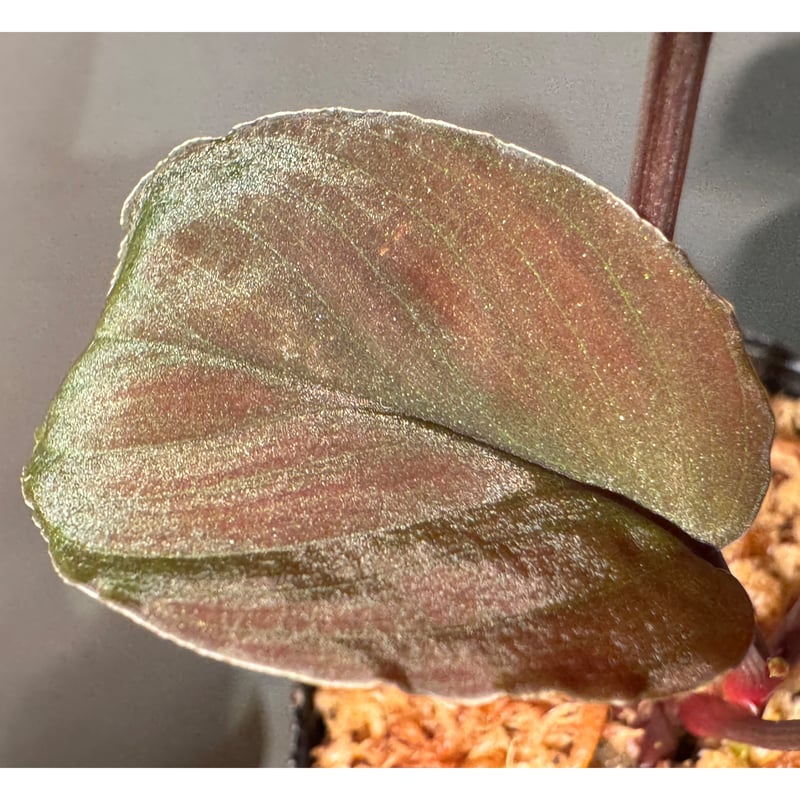 Homalomena sp. from Sarawak Borneo [KSB] | M・R・G・R