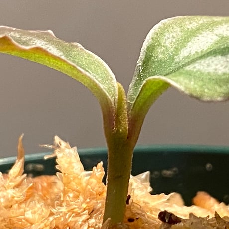 Ardisia sp. from Aceh sumatera [LA]