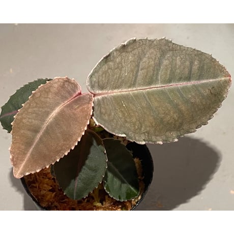 Labisia sp. from Malaysia [KN]