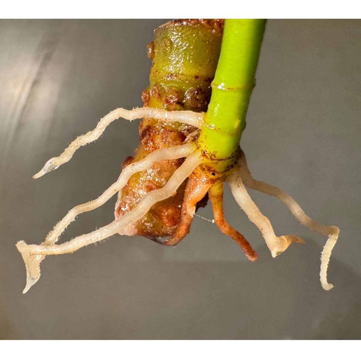 アグラオネマ　五月雨 Aglaonema pictum GW1603 