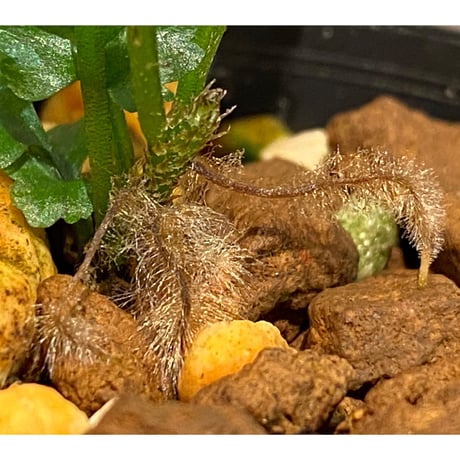Bolbitis sp. from Siberut [LA]