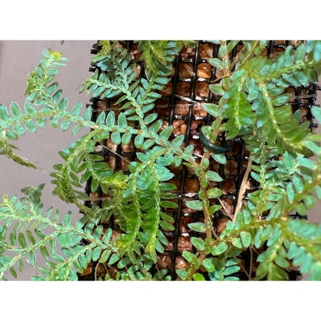 Selaginella willdenowii