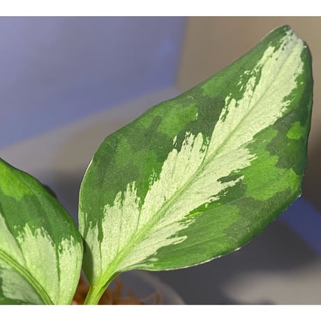 Aglaonema pictum "マルチカラー白玉" D.F.S from Sumatera barat [AZ0912-1]