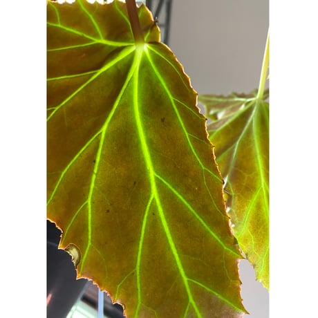 Begonia cf. laruei from Aceh sumatera [LA0216-02]
