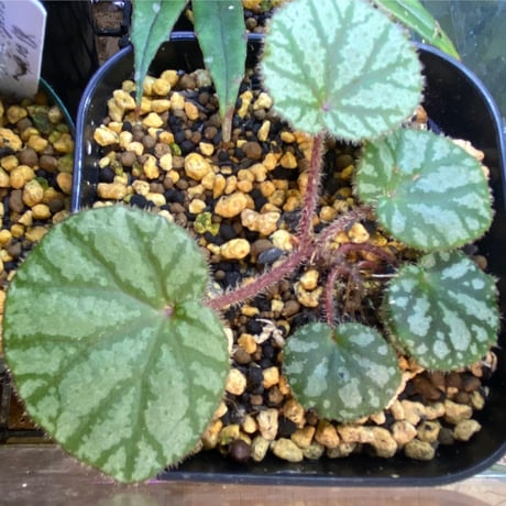 Begonia austroguangxiensis　from Gvangjsih Bouxcuengh Swcigih China