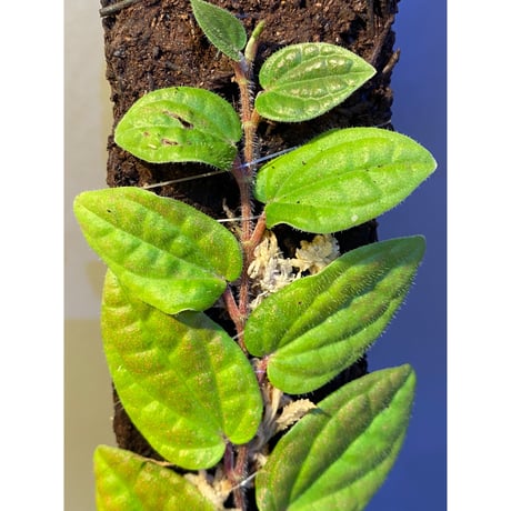 Piper sp. from India