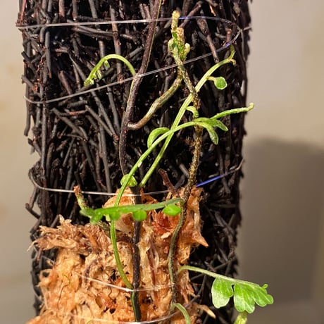 Teratophyllum ludens from Selangor Malaysia